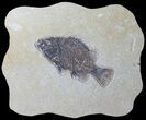 Cockerellites (Priscacara) Fossil Fish - Hanger Installed #39082-1